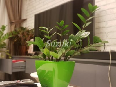 S2143997 (5)